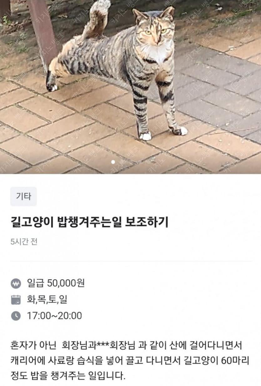 캣맘 레전드..