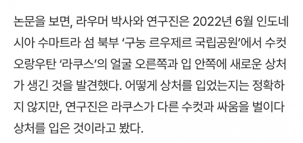 특효 약초 씹어 상처에 슥…‘바르는 약’ 사용법 아는 오랑우탄 발견